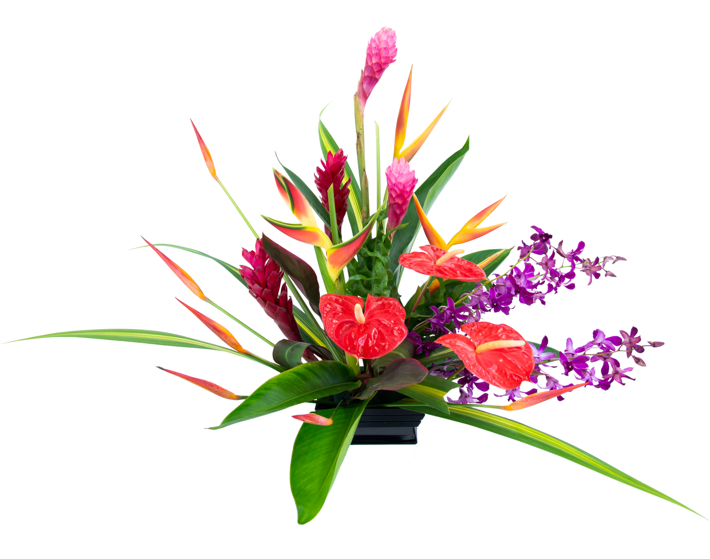 Tropical Splendor