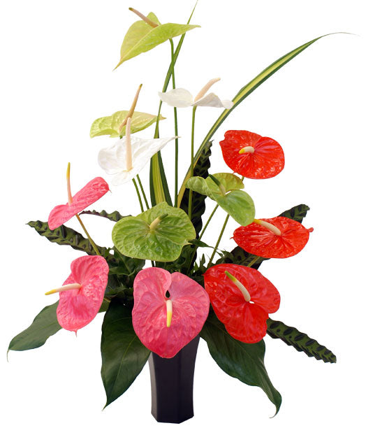 Large Solid Color Anthuriums