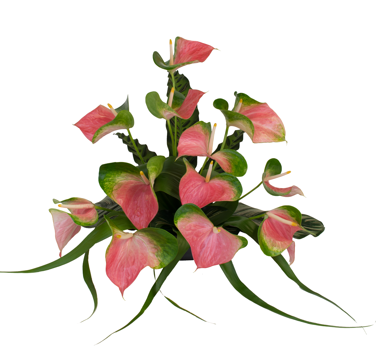 12 Medium Pink Butterfly Anthuriums