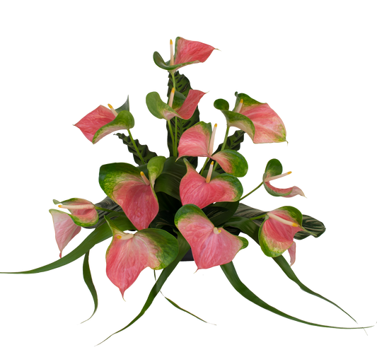 12 Large Pink Butterfly Anthuriums