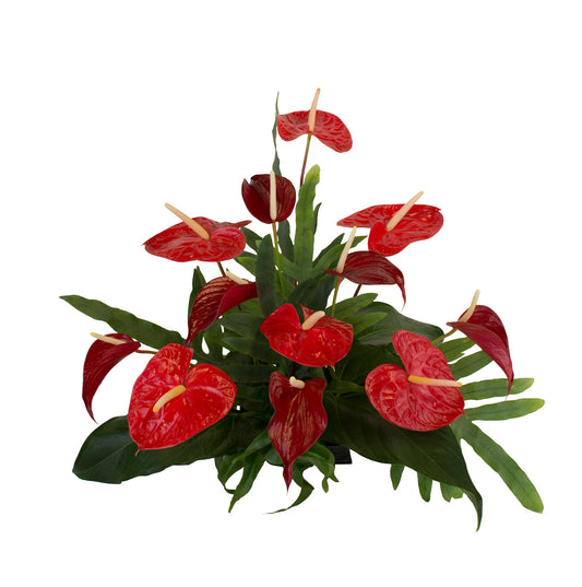 Large Red Anthuriums