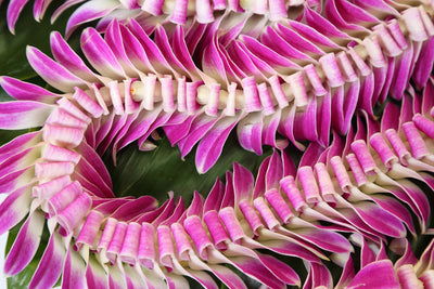 Butterfly Lei