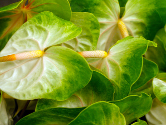 12 Extra Large White & White-Green Obake Anthurium