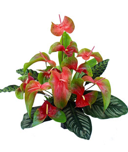 12 Large Red-Green Obake Anthuriums