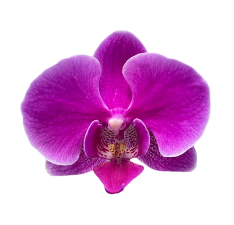 Loose Orchids Blooms