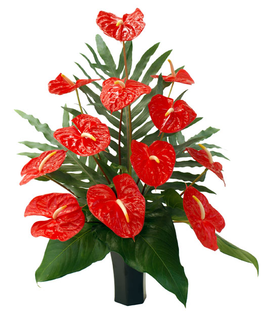 Extra Large Red Anthurium Assortment