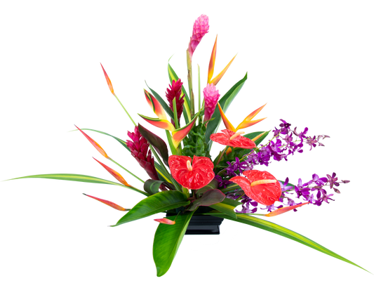 Tropical Splendor