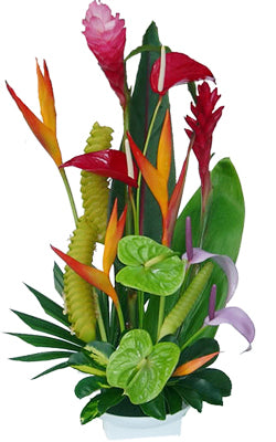 Tropical Breeze