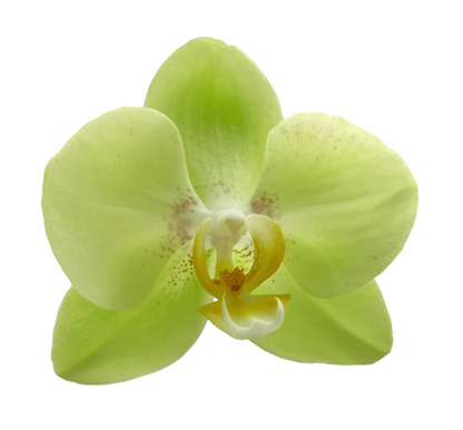 Loose Orchids Blooms