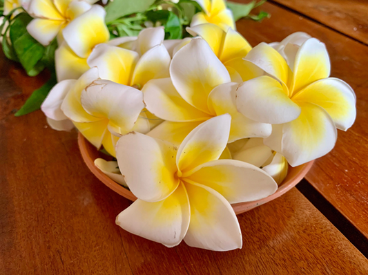 Loose Yellow Plumeria Blossoms