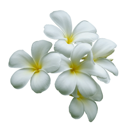 Loose Yellow Plumeria Blossoms