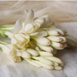 Loose Tuberose Blossoms