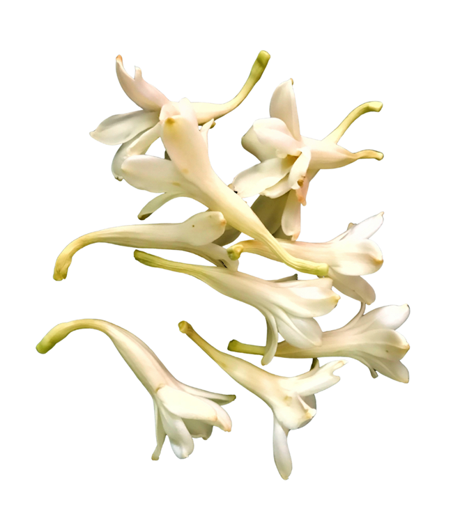 Loose Tuberose Blossoms
