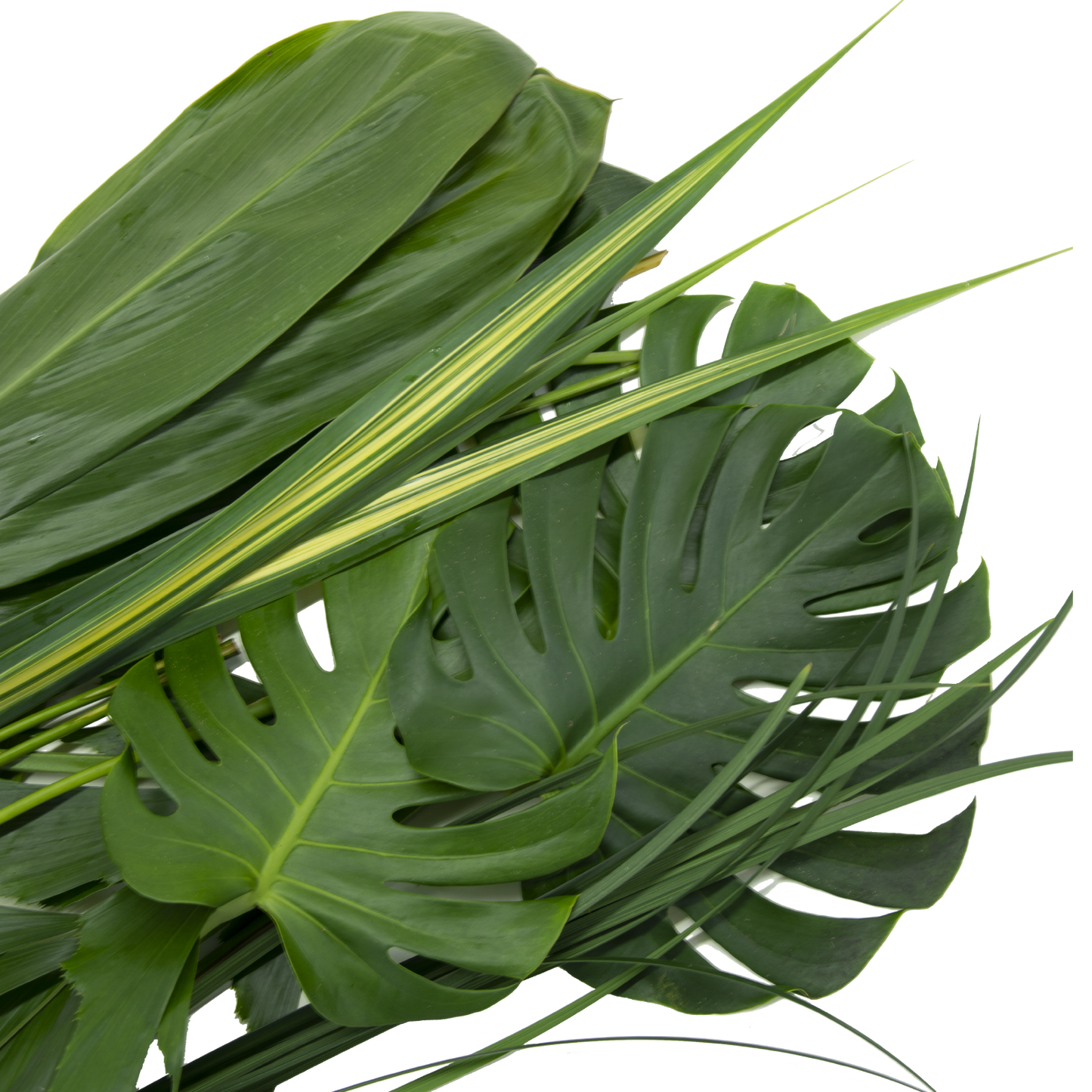 Hawaiian Rainforest Foliage
