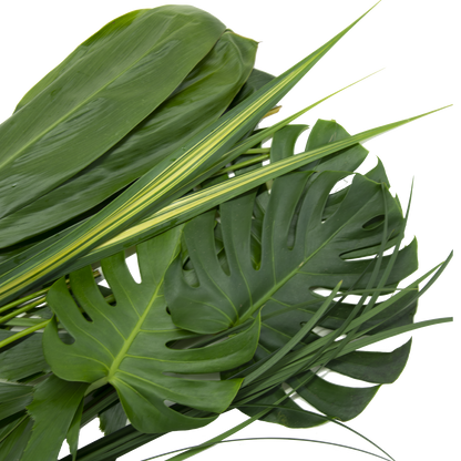 Hawaiian Rainforest Foliage
