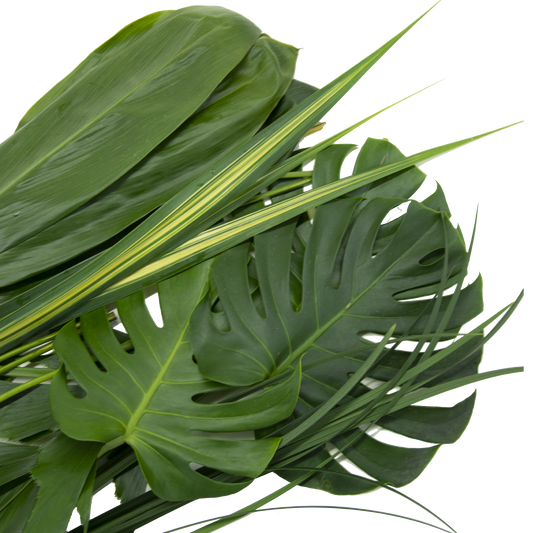 Hawaiian Rainforest Foliage