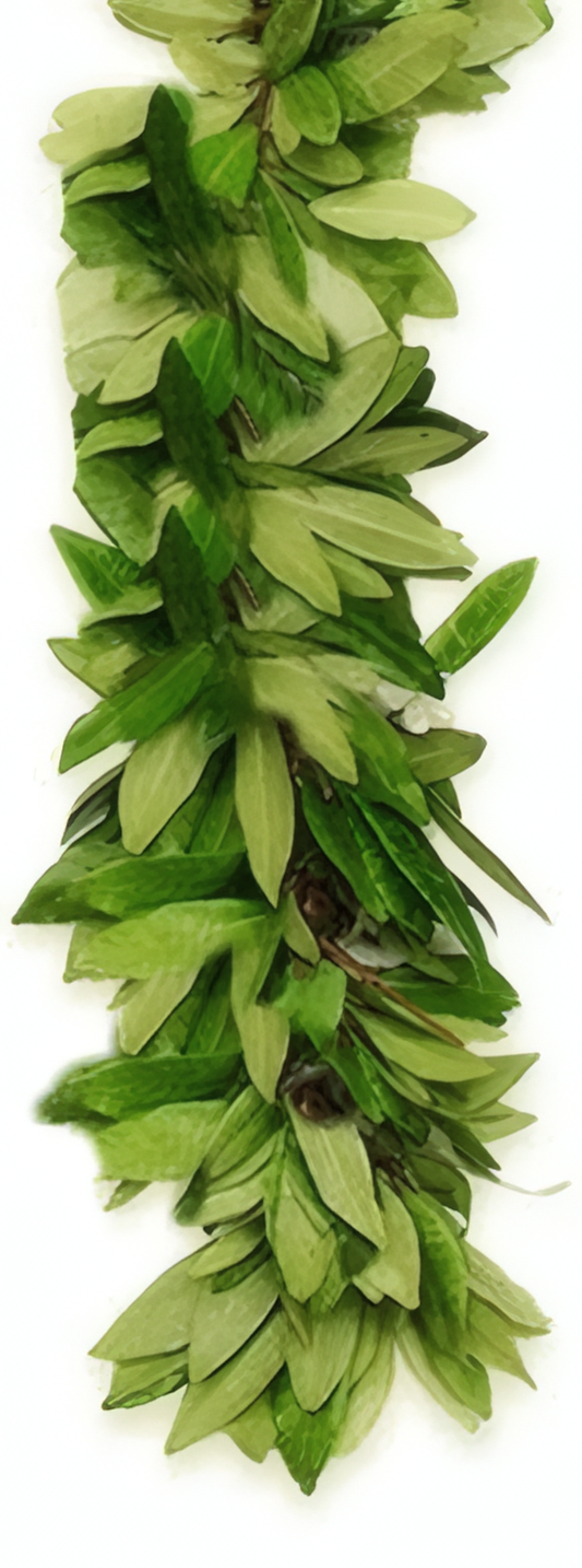 Hilo Maile Lei