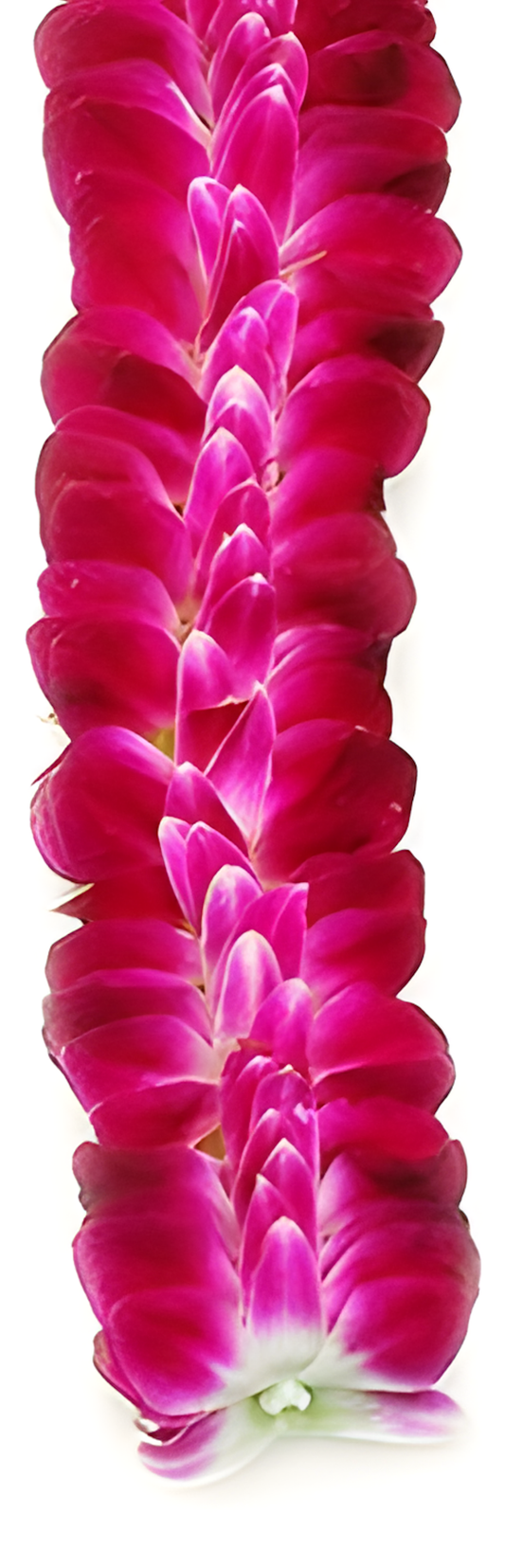 Sweetheart Lei