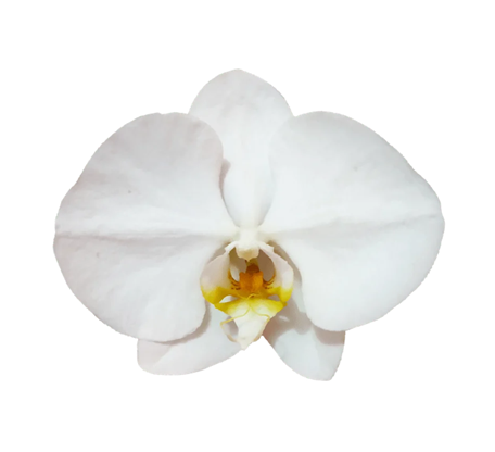 Loose Orchids Blooms