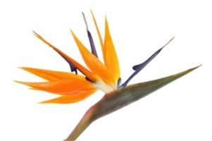 Image Bird of Paradise - 12 stems